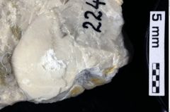 Foto (Detailansicht) von Paguridae indet. (NHMW-GEO-1990-0041-0224)